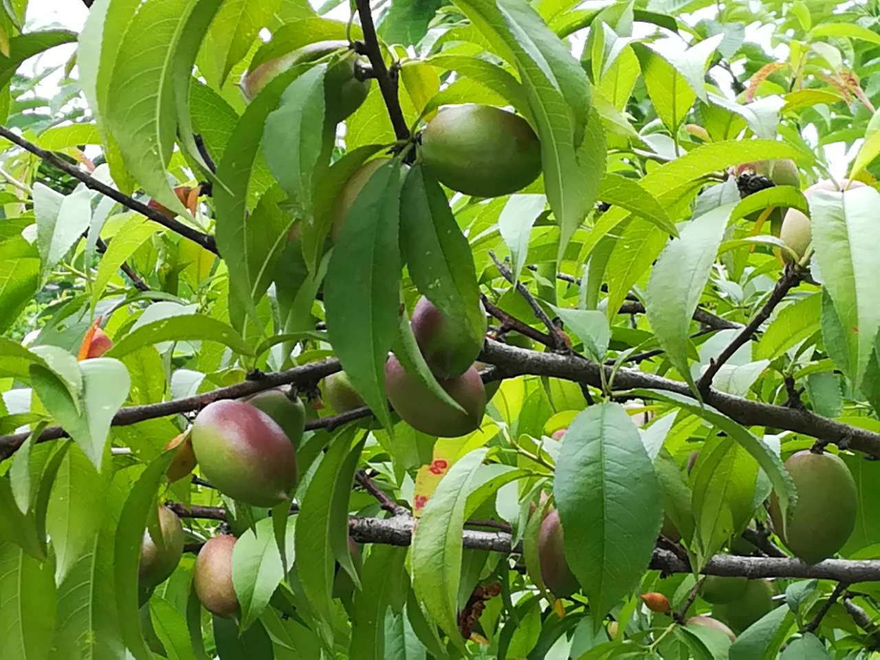 舜耕山的桃树挂满了果实,期待着成熟以后,人们来采摘品尝