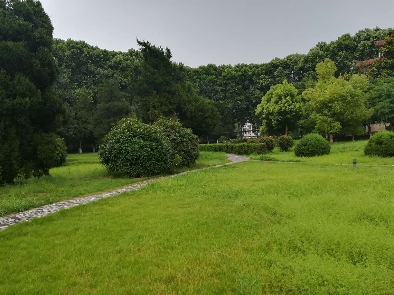 [本地杂谈] 雨后的绿地草坪更加旺盛
