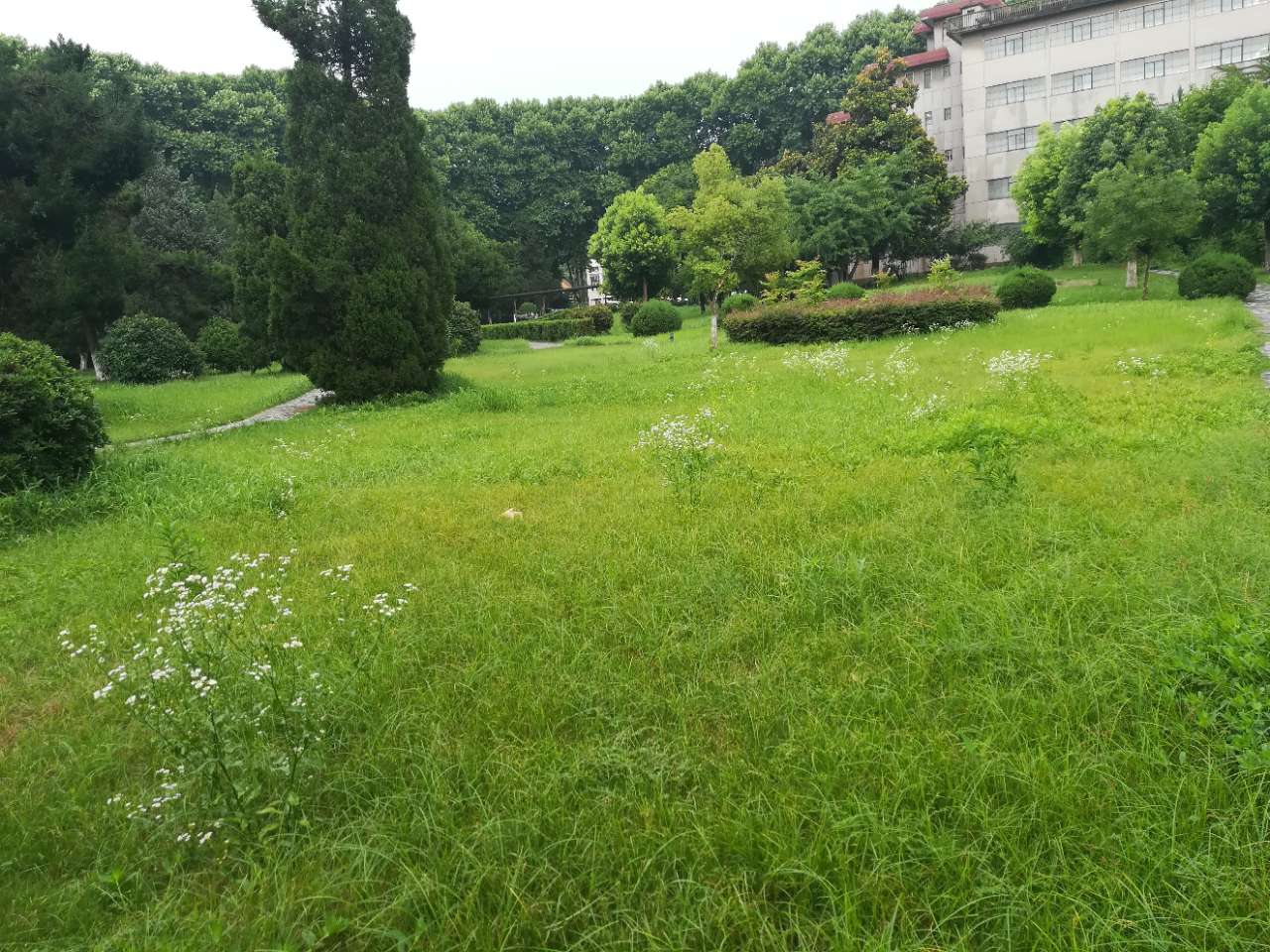 [本地杂谈] 雨后的绿地草坪更加旺盛